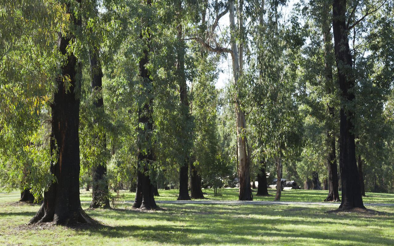 Saladin Lodge Narbethong Buitenkant foto